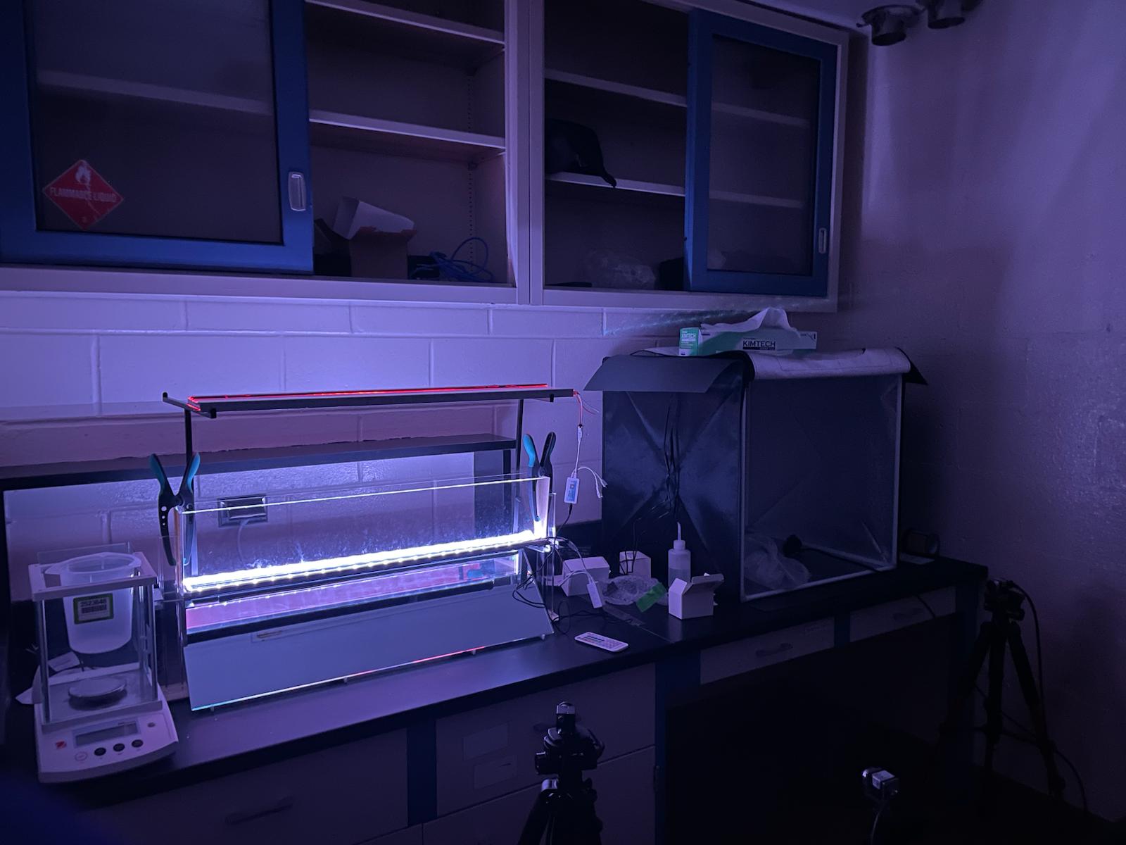 Undergraduate Researcher